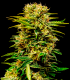 Sheer Mandarin Auto XXL