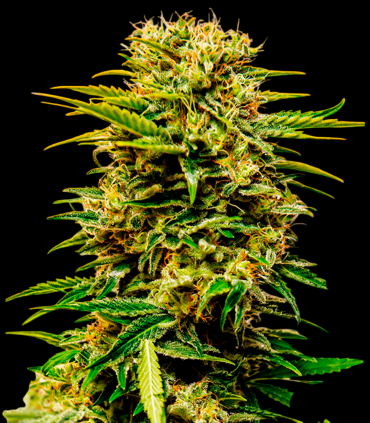 Sheer Mandarin Auto XXL