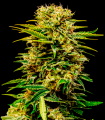 Sheer Mandarin Auto XXL
