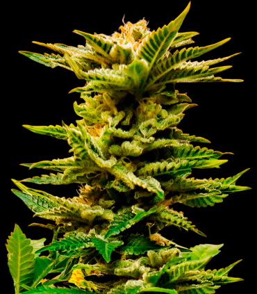 Sheer Diesel Auto XXL