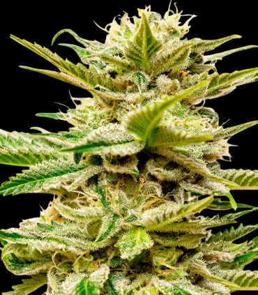 Sheer Kush Auto XXL