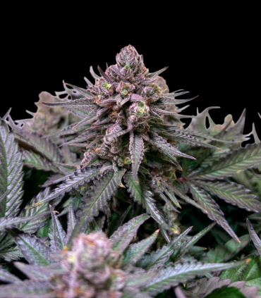 Sheer Purple Auto XXL