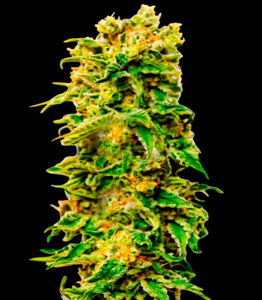 Sheer Blue Auto XXL