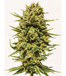 Sheer Kush