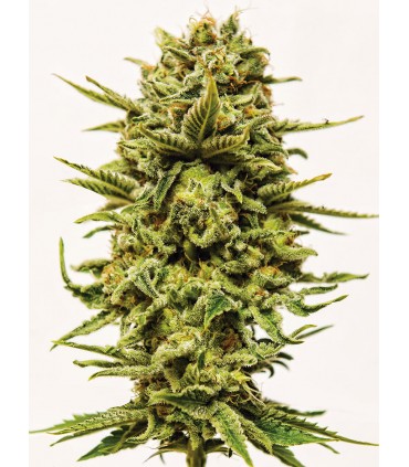 Sheer Kush