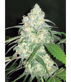 Sheer Amnesia THC