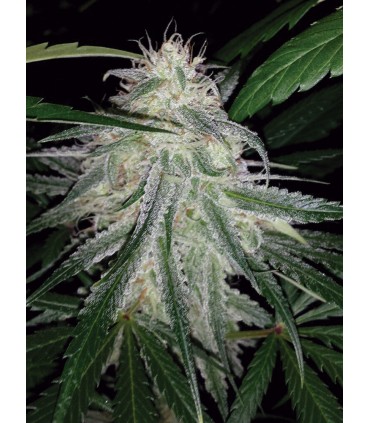 Sheer Juanita