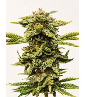 Sheer Lemon OG