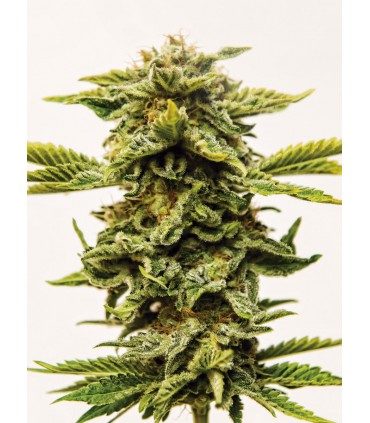 Sheer Lemon OG