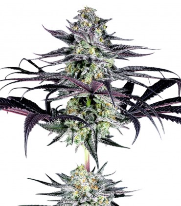 Mandarine Zkittlez