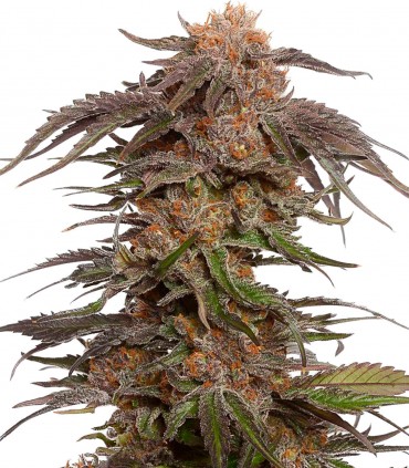 Orange X G13